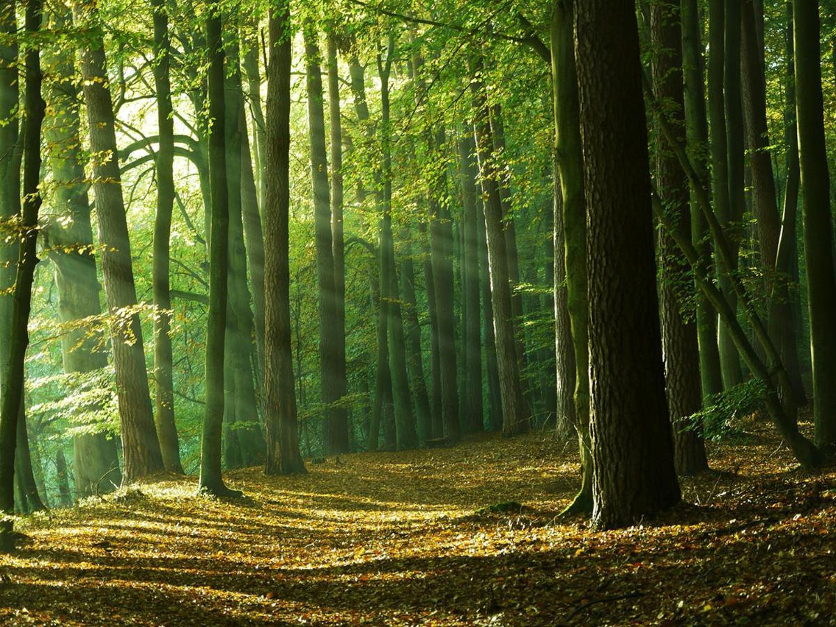 Waldschenke Stendenitz Uebernachten Im Wald Am See Neuruppin Exterior foto